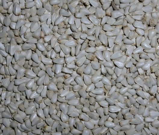 红花籽产品展示--中信网鸽业大全