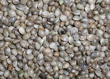 火麻籽产品展示--中信网鸽业大全