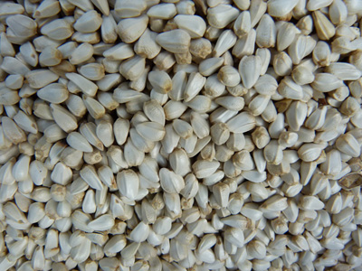 红花籽产品展示