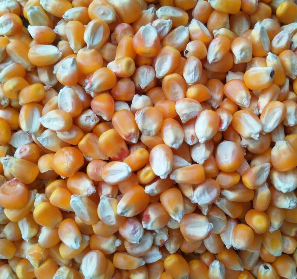 精选小玉米产品展示--中信网鸽业大全