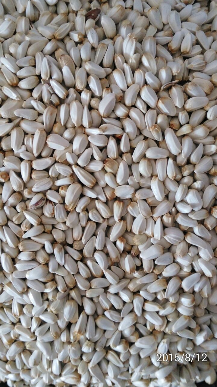 红花子(国产)产品展示--中信网鸽业大全