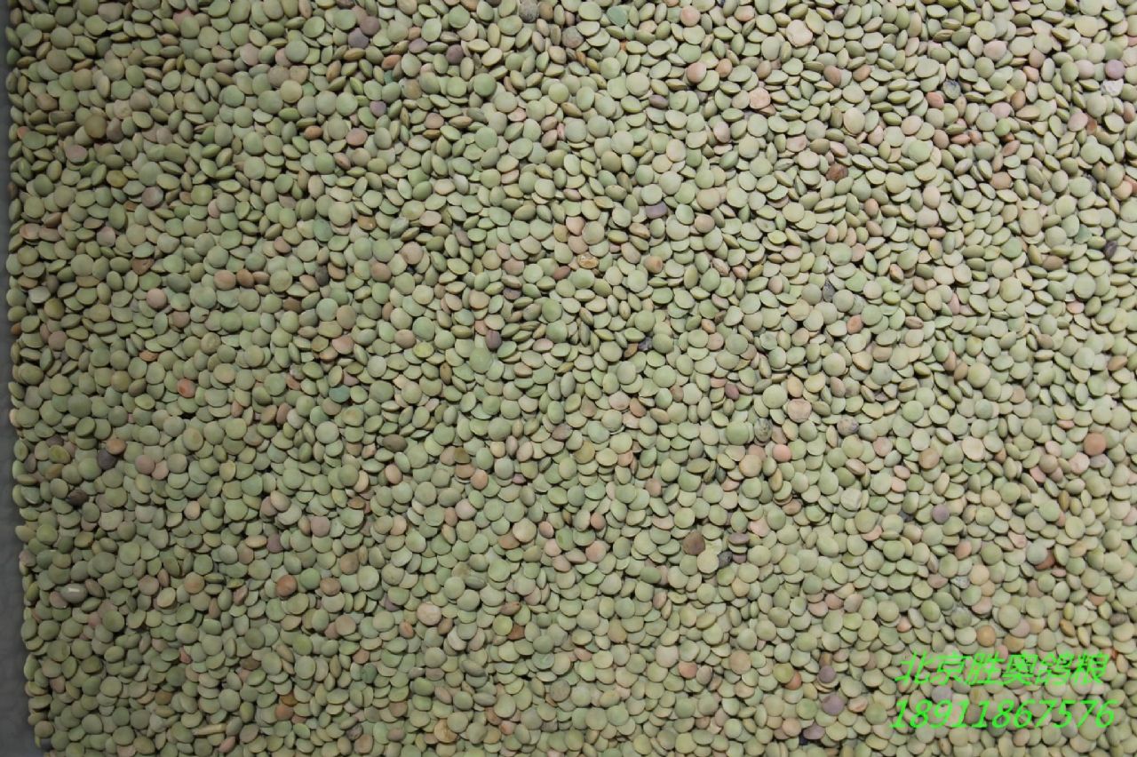 小扁豆产品展示--中信网鸽业大全