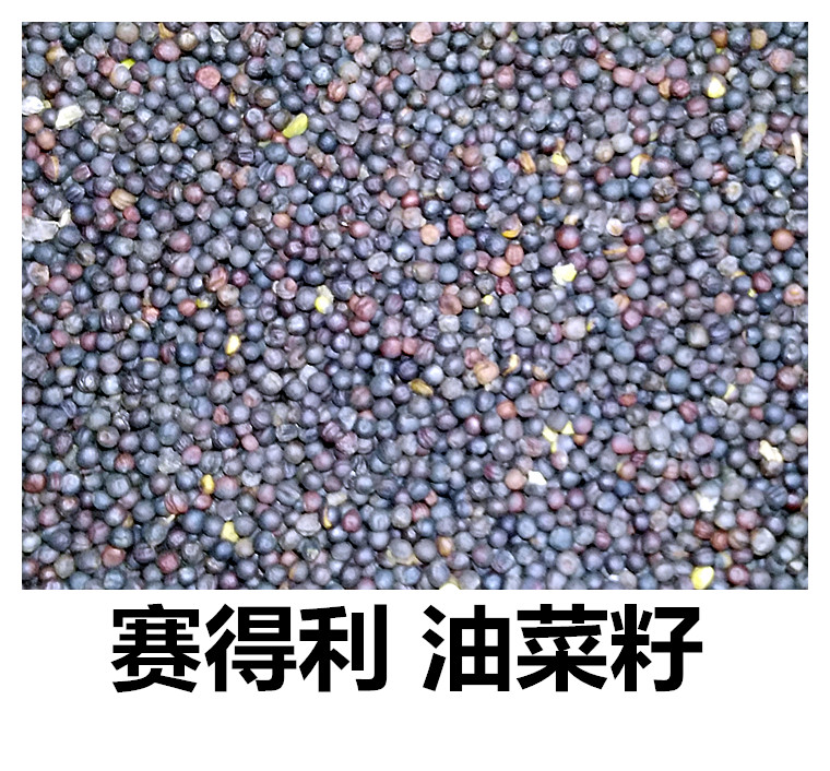 菜籽赞美诗歌6歌谱