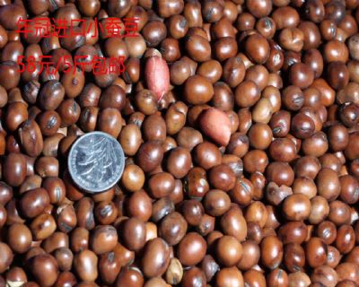 欧洲小蚕豆5斤