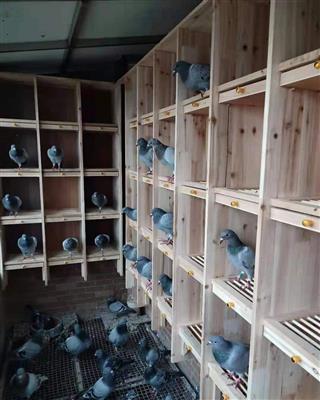 鸽用巢箱 配对笼 无门组合巢箱