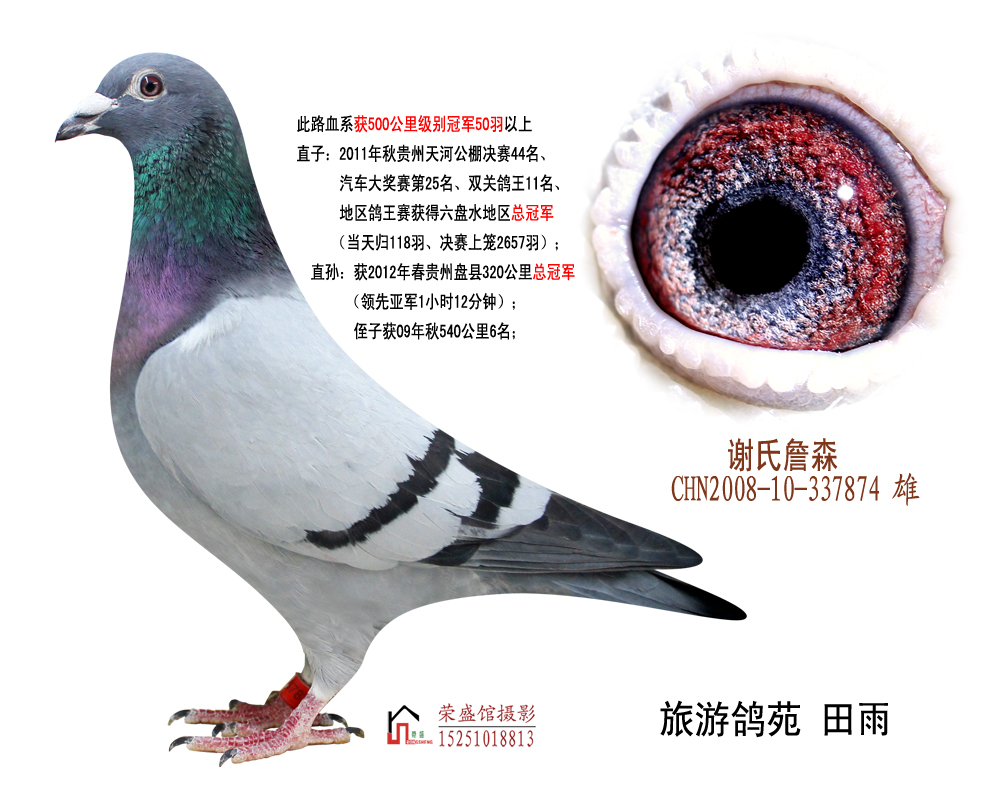 信鸽品种大全及图片欣赏 20120926185913.jpg