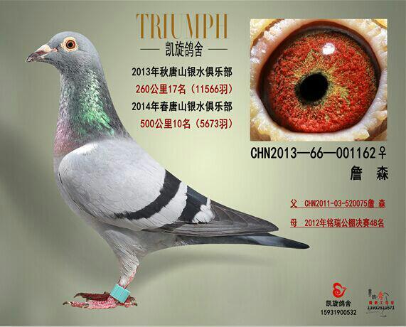 信鸽品种大全及图片欣赏 20150215152619.jpeg