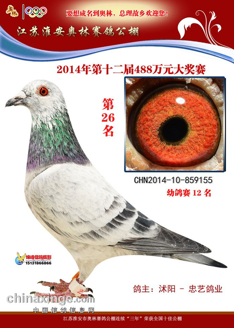 信鸽品种大全及图片欣赏 20150307210049.jpg