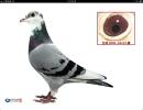 點(diǎn)擊查看大圖