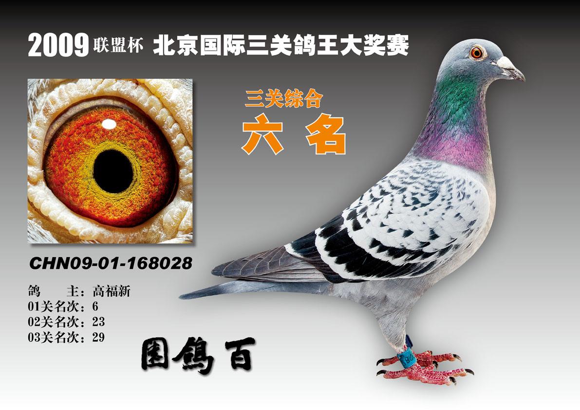 北京福新鸽舍高福新交bob