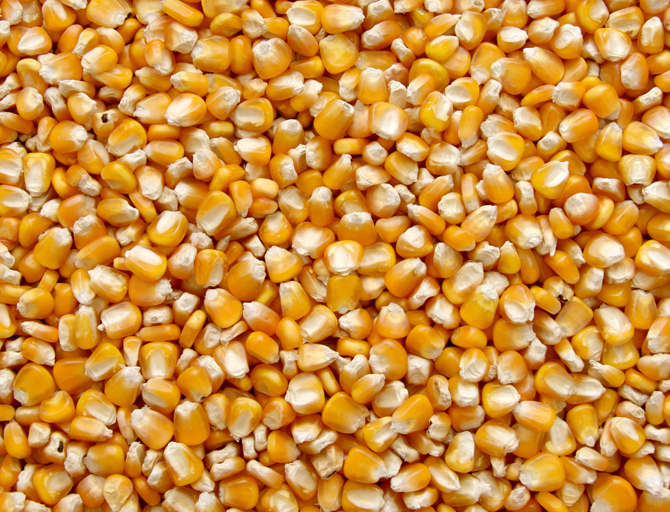 赫鲁晓夫玉米图片
