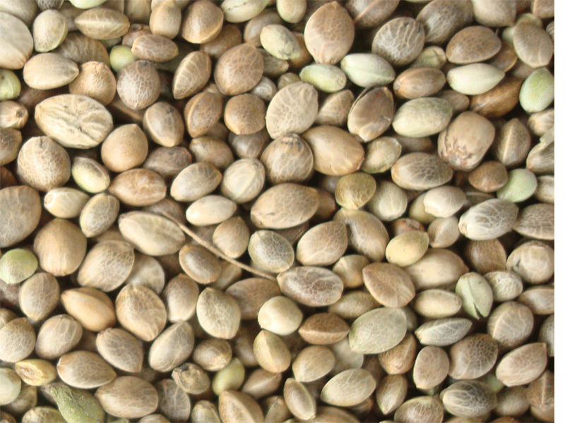 中信网鸽业大全