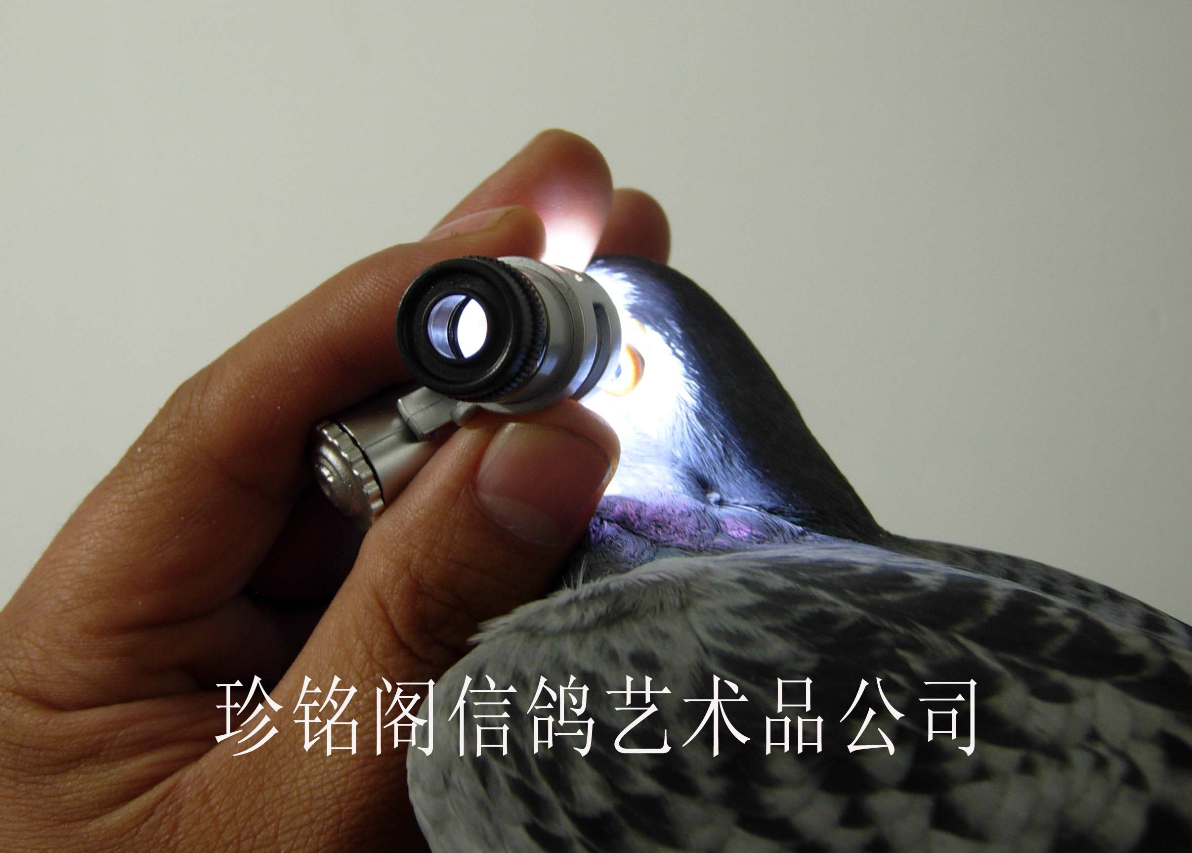 带led光源60倍显微高倍鸽眼放大镜