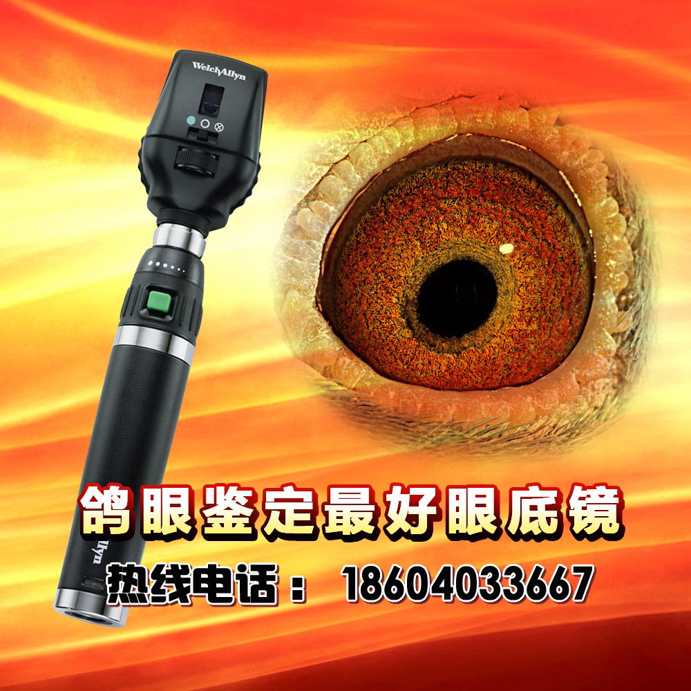 美国伟伦同轴信鸽专业眼底镜产品展示 - 中信网鸽业大全