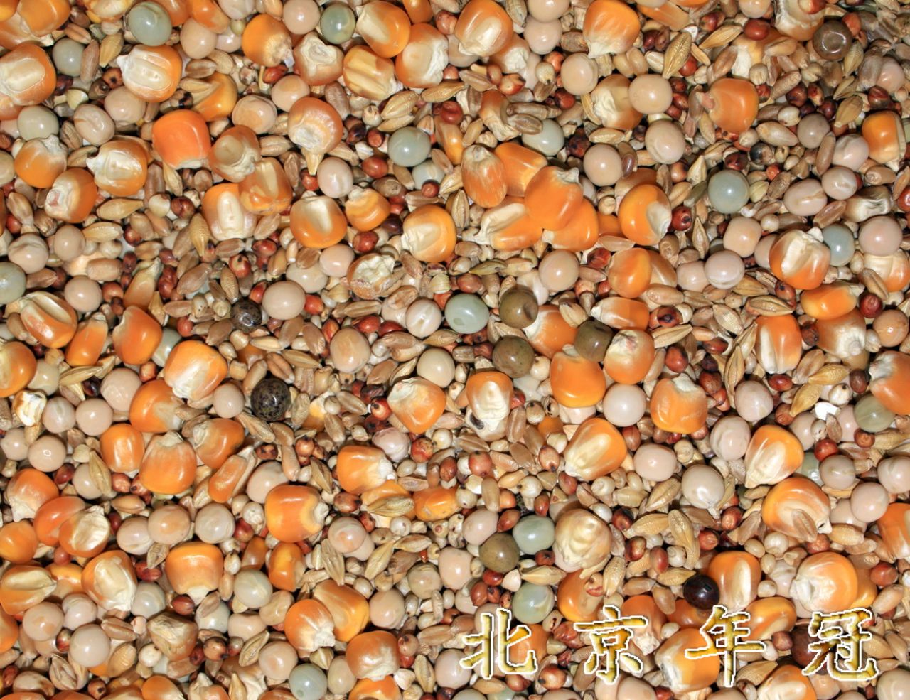 年冠饲料种鸽a级