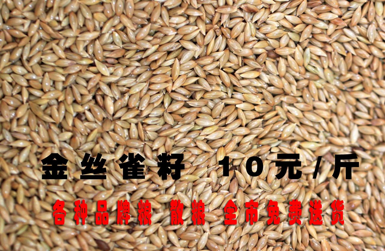 金丝雀籽