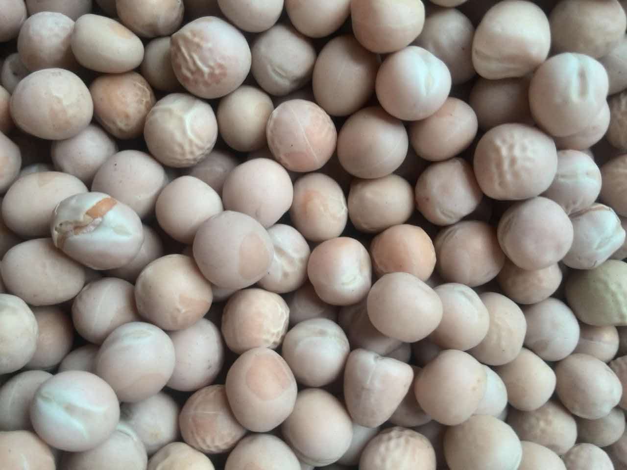 进口白豌豆