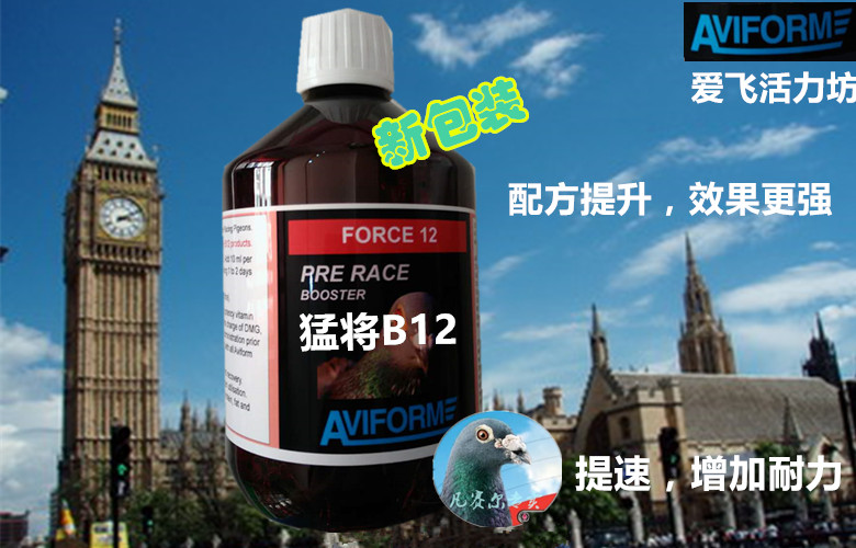 中信网鸽业大全