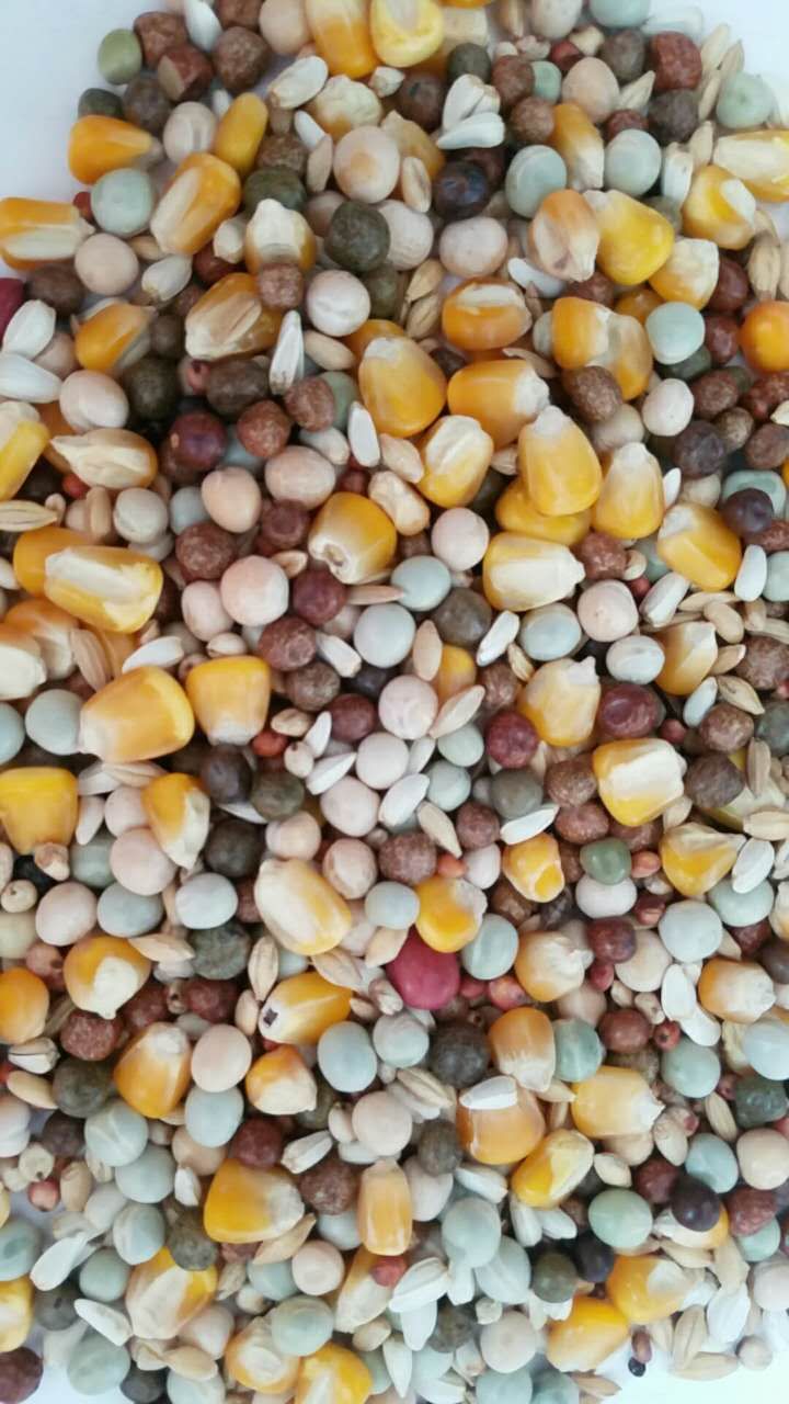 佳翔b级赛飞产品展示--中信网鸽业大全