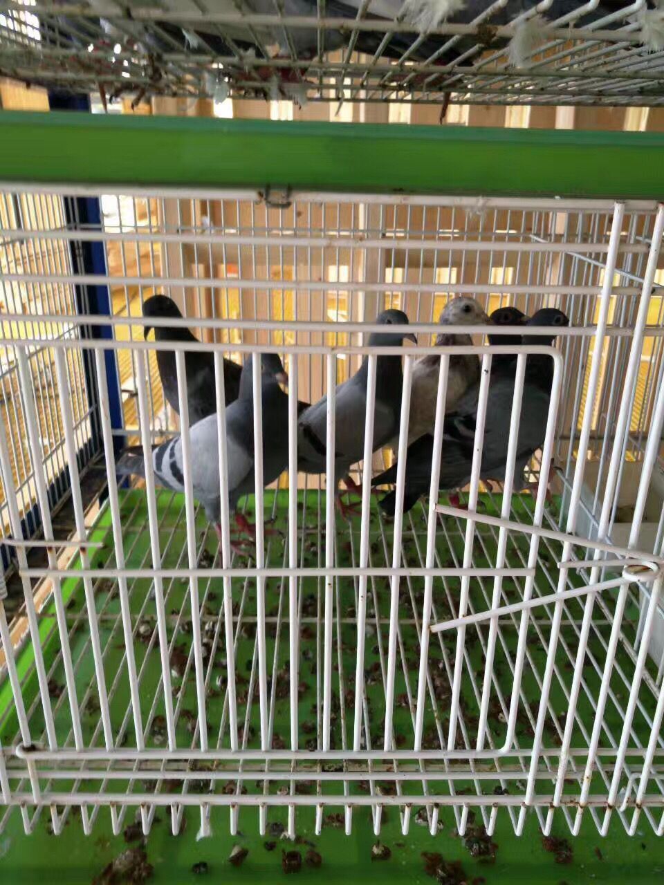 专利产品台湾高级配对笼 展示笼 赛鸽调节箱四层八格