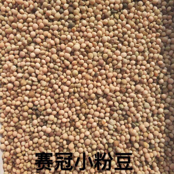 赛冠小粉豆