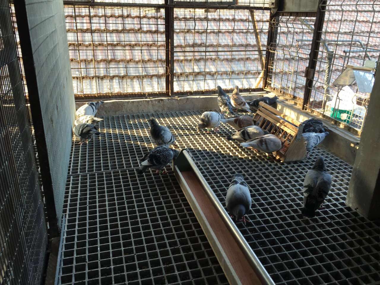 特价鸽舍地网 玻璃钢地网