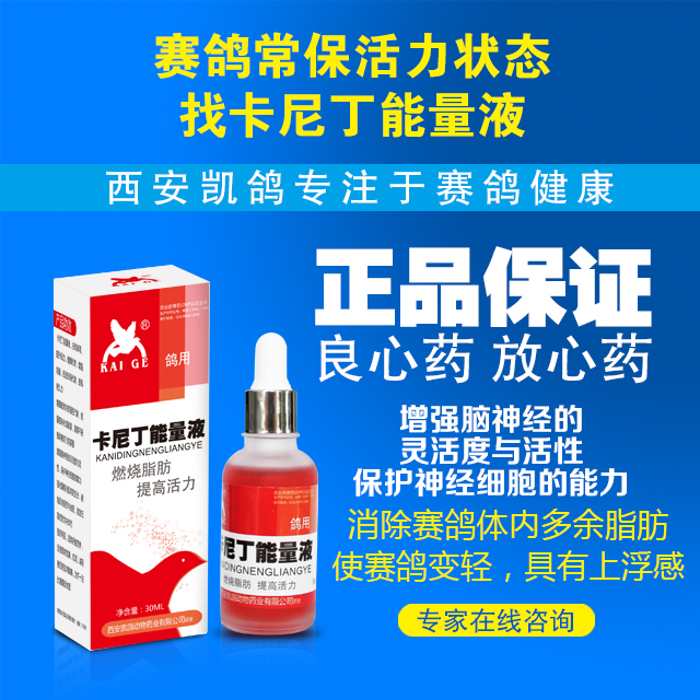 鸽药/ 凯鸽新品/【卡尼丁能量液】