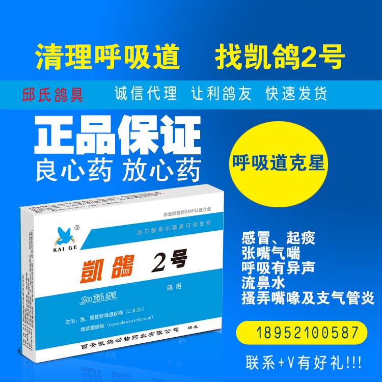 凯鸽2号粉剂呼吸道治疗剂凯鸽鸽药