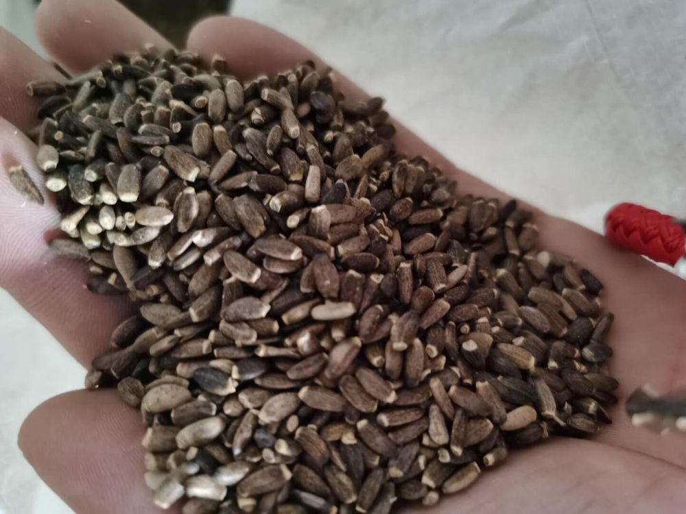 水飞蓟籽(保肝护肝)