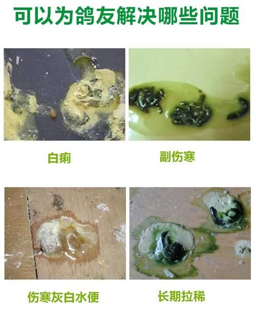 鸽子副伤寒粪便图片图片