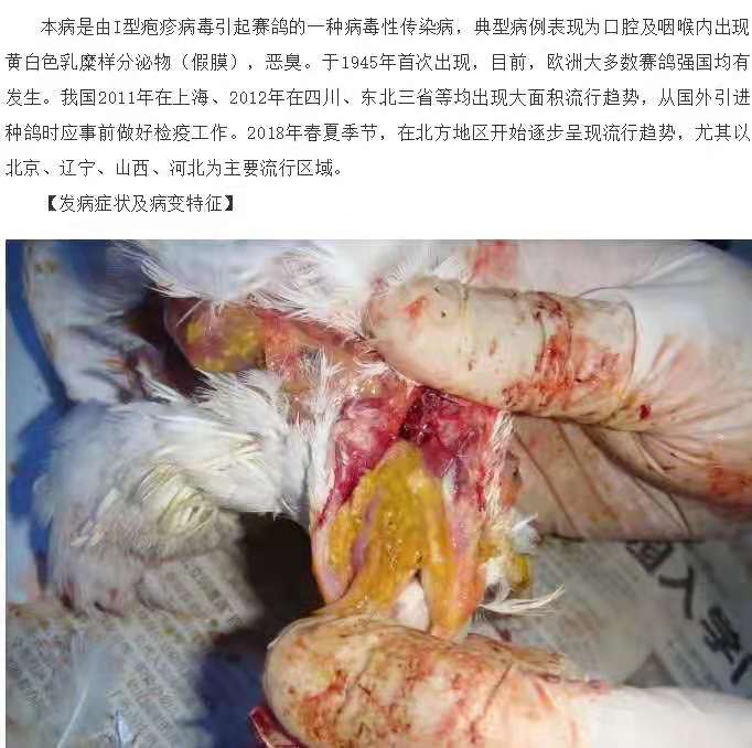 巴拉米哥 腺病毒 疱疹病毒油乳剂产品展示--中信网鸽业大全