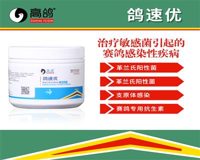 高鸽鸽速优肠道腹泻下痢呼吸道支原体沙门氏菌信鸽赛鸽子专用